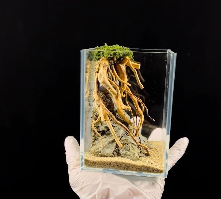 Image of AWXZOM Aquarium Driftwood Centerpiece Aquarium Landscape, Handcrafted Fish Tank hardscape Landscape (style2)