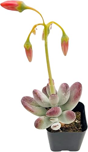 Miniatura 3 de Sprout N Green Cotyledon Orbiculata cv., Planta suculenta viva rara totalmente enraizada en maceta de 2 pulgadas con tierra, decoración de boda en