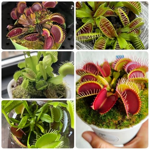 Semi di Venere acchiappamosche, da interno da ufficio Dionea muscipula, d'appartamento esotiche semi di carnivore perenni 50pcs