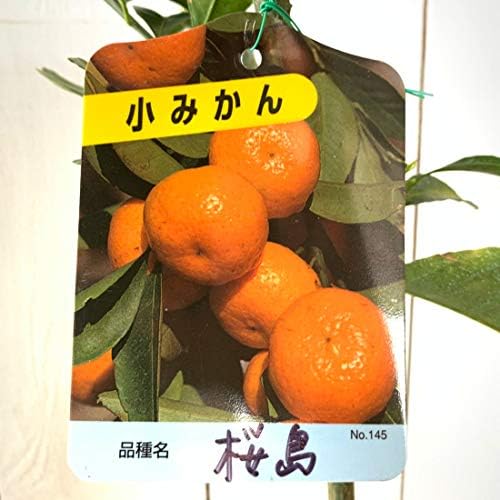 小蜜柑 福来みかん 接木苗木