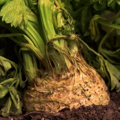 semillas de apio nabo, jardín apio, verdes para camas elevadas resistentes exterior jardín rocas regalos sostenibles perennes 150pcs