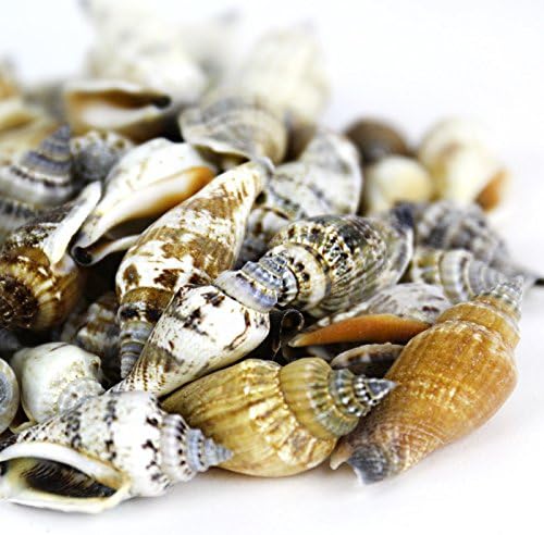Miniatura 4 de Surtido de caracoles y conchas de mar diferentes tamaños hasta 2 pulgadas bolsa de 50conchas de mar
