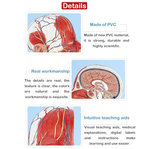 Modèle neurovasculaire demi-tête de haute précision anatomique AMITD 1:1 - 5