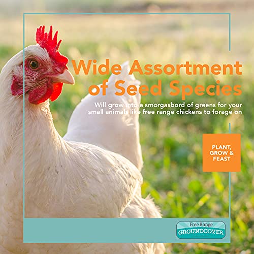Forage Crop Seed Blends For Cattle Feed Temperate Climates