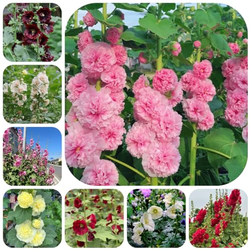 semi di malvarosa perenne resistente, malvarosa primaverile, selvatici resistenti all'esterno di recisi to perenni 250pcs