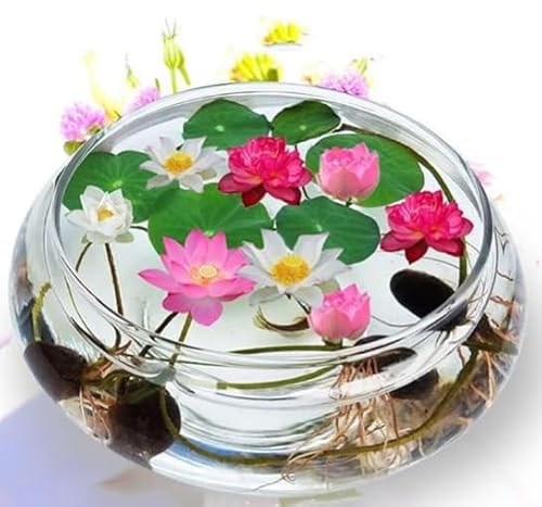 ミニハスの種 茶碗蓮 ハスの種 屋内外植付け 蓮の種 ミニ蓮 数 10粒入 - ノーブランド品 - 商品画像