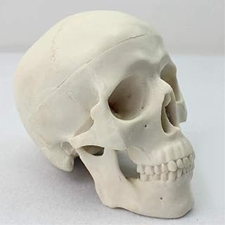 Study Model Mini Size Human Adult Skull Anatomical Model,Medical Anatomical Head Model,Removable Skull Cap Skull Model,Includes Full Set of Teeth Model,3 Part Skull Anatomical Model SaiFei