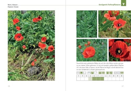Der Schildkröten-Gärtner - Naturnahe Ernährung Europäischer Landschildkröten: Über 65 geeignete Futterpflanzen sowie Anleitungen, Tipps und Tricks zur ... zur Haltung Europäischer Landschildkröten)