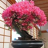 Luojuny Semillas de Sakura, 40 Unids/bolsa Semillas de Sakura Planta fácil Fantástica No OGM Bonsai Floración Semillas de flor de cerezo para el hogar semillas de sakura