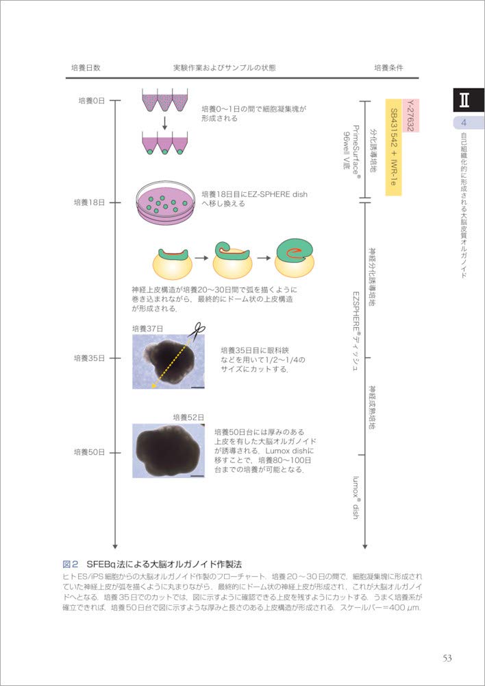 決定版 オルガノイド実験スタンダード〜開発者直伝！ 珠玉の ...