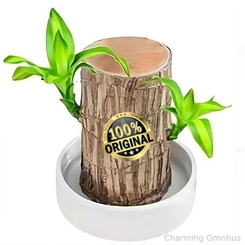 Charming Gronhus Live 100% Lucky Brazil Wood Potted Plant, Healthy Indoor Live Lucky Brazilian Plant for Living Room Pack Of 1 (B0DJBWTMPM) Amazon Price History, Amazon Price Tracker
