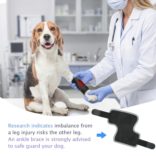 Image of Dog Front Leg Brace - Hock Joint Compression Wrap Providing Stability XL