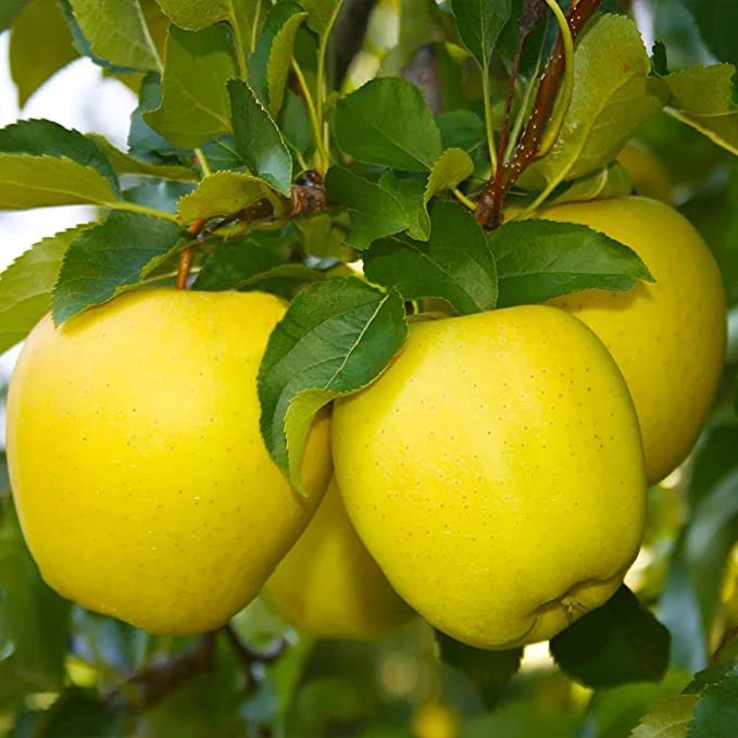 RISHIKA PLANT HOUSE® - Golden Dorsett Apple Plant Live | Apple Tree Grafted | Fast Growing Fruit Plant for Home Garden | Outdoor Gardening Plant