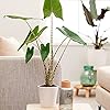 Alocasia zebrina | Olifantsoor | Tropische kamerplant | Hoogte 75-80cm | Pot – 19cm |