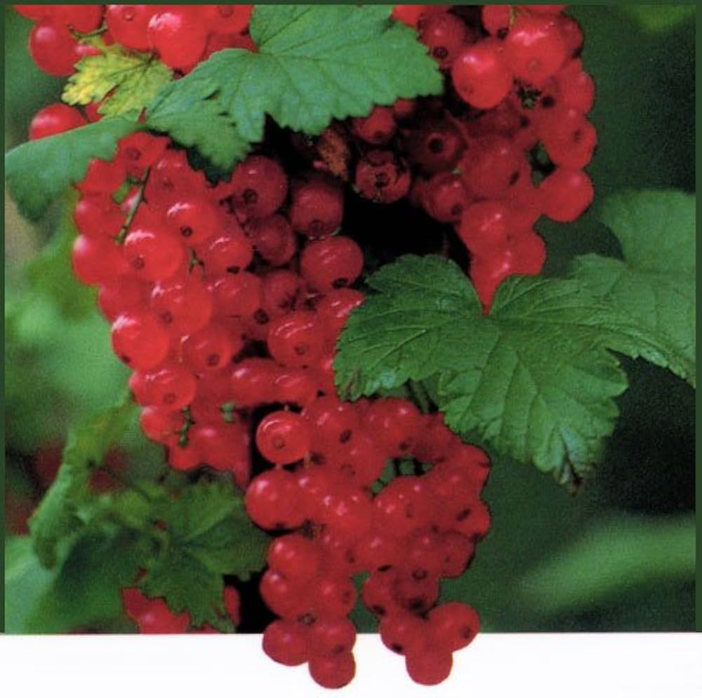 Amazon | スグリ苗木 赤実房すぐり(レッドカーラント) | 果物 Amazon | スグリ苗木 赤実房すぐり(レッドカーラント) | 果物