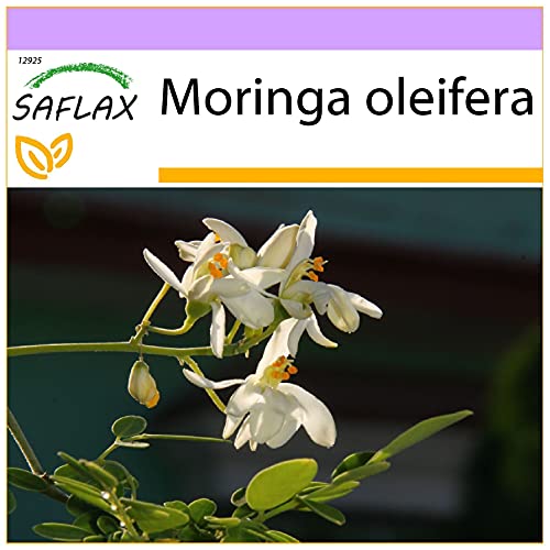 SAFLAX - Moringa - 10 semillas - Moringa oleifera
