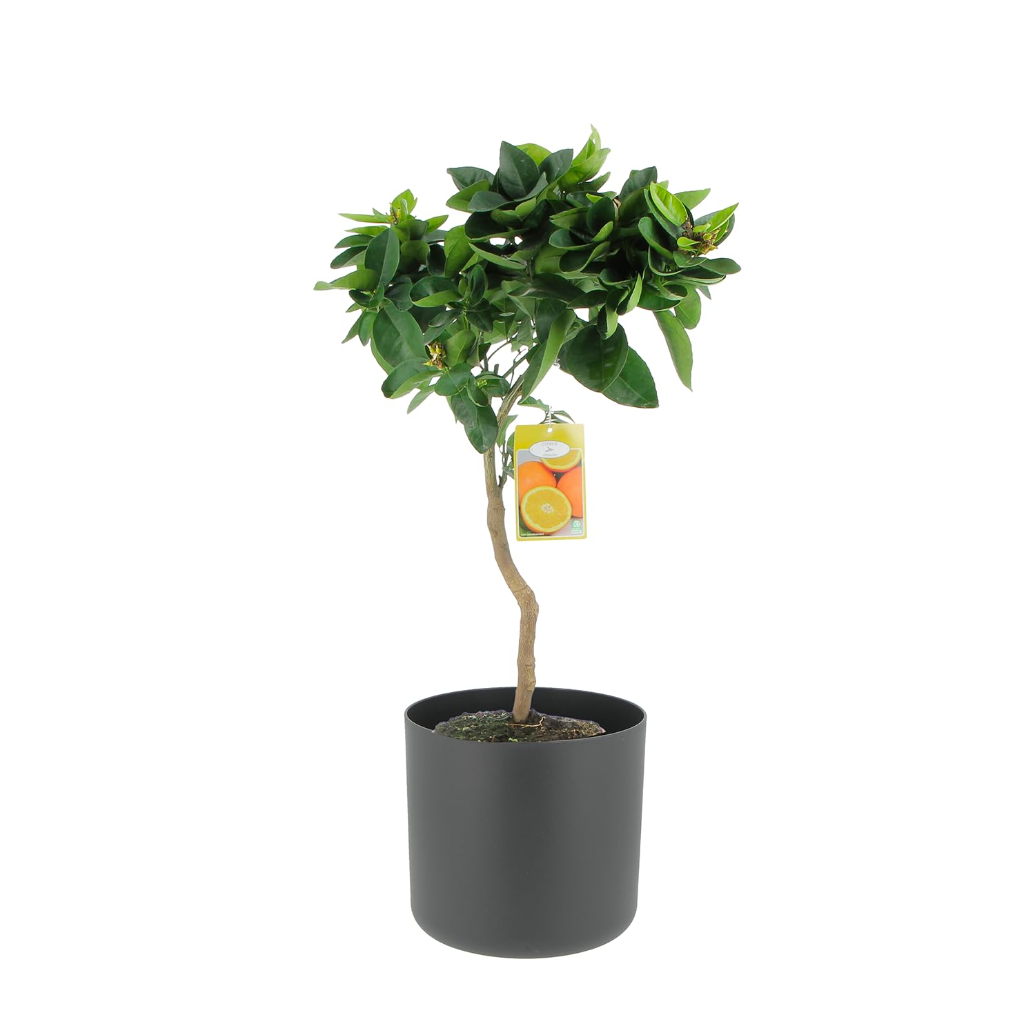 KENTIS - Citrus Sinensis - Süßorangenbaum - Obstbaum für Garten und Balkon - H 70-80 cm, Topf Ø 20 cm