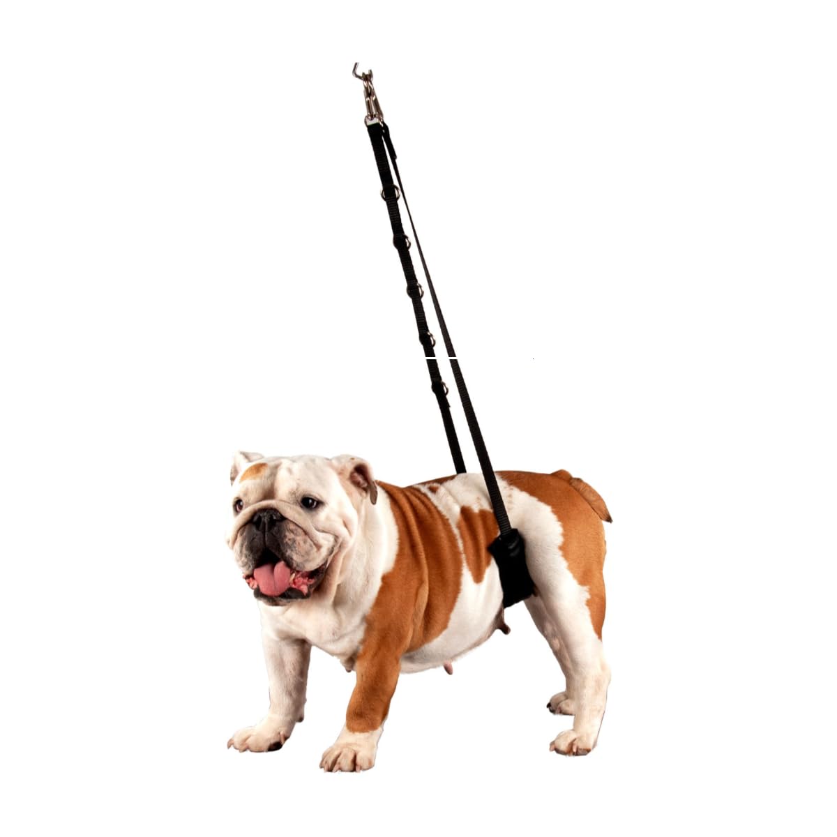 Sangle de toilettage ventrale Show Tech pour immobiliser un petit chien