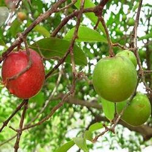See full amazon price history chart for Mphmi Plants Kokum Plant Fruit Live Healthy nursey Mphmi Plants Kokum Plant Fruit Live Healthy nursey (B09KC439KX) Amazon Price History, Amazon Price Tracker