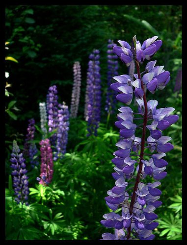 Earthcare Seeds Lupin Wildflower 150 Seeds (Lupinus Perennis) Heirloom - Non Gmo - Open Pollinated #TOP2