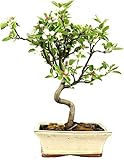 DECOALIVE Planta Bonsái Malus Natural Bonsái Manzano Exterior e Interior