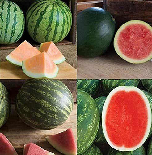 Nika Seeds - Fruit Watermelon Thirty-Three Heroes Mix Early Ripe Giant - 10+ Seeds #TOP2