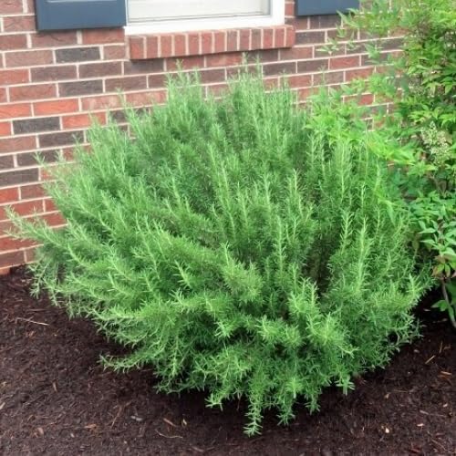 Miniatura 2 de Juego de 2 macetas de plantas de romero, plantas de romero fragantes, 4 a 6 pulgadas de alto, maceta de 4 pulgadas de planta de hierbas perennes