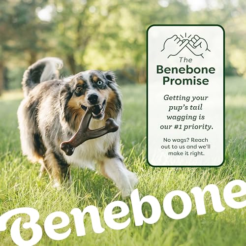 Image of Benebone Bacon Wishbone /Rubber Bone Medium, 2-Pack