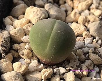 でーさんさま専用　メセン種子 でーさんさま専用 メセン種子 でーさんさま専用 メセン種子