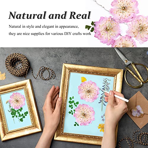 60 flores secas de cerezo prensadas rosas para manualidades miniatura 4