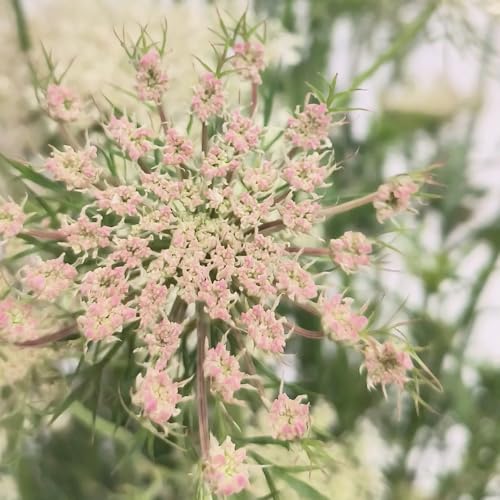 semi di carota selvatica - rare balcone giardino roccioso resistenti perenni coprisuolo 80pcs