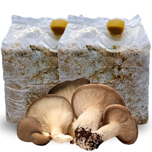 acquaverde | 2 Kit Coltivazione Funghi Cardoncelli, Pleutorus Eryngii, Fungo della Murgia Pugliese,...