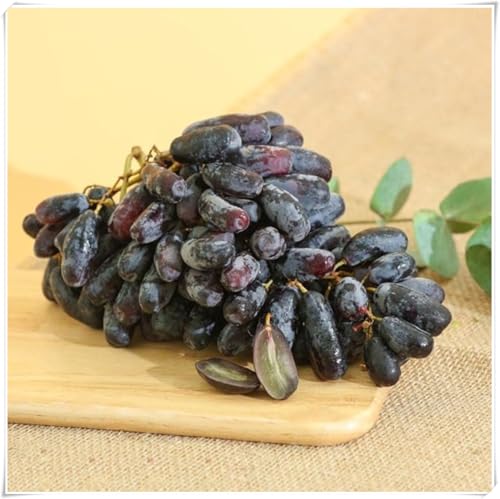 Uva ursina compresse,Elegante,Uva Fragola Nera,perenne,adaptable. Resistente al frío.Puro amor.-5Rizomas-I