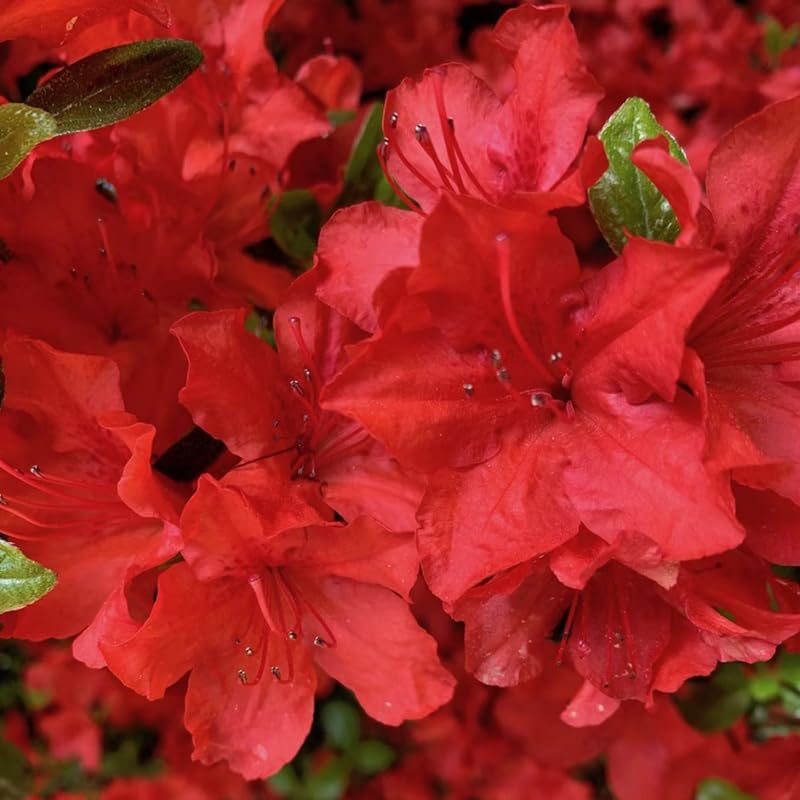 HILROQG Red Azalea 4 Inch Pot
