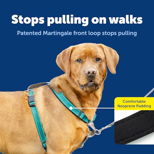 Image of PetSafe Teal 3-in-1 Harness, Large