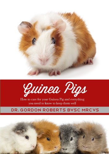 english guinea pig