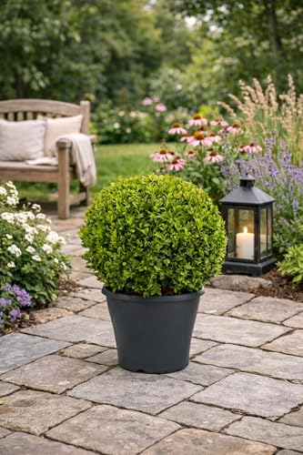 Buchsbaum Kugel Ø 35 cm – Echter Buxus sempervirens, immergrün & winterhart – Formschöne Garten-Deko für Beet, Terrasse & Eingangsbereich