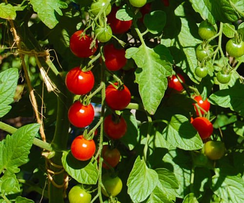 5+ Super Sweet Seeds 100 tomates hybrides - rouge doux cerise