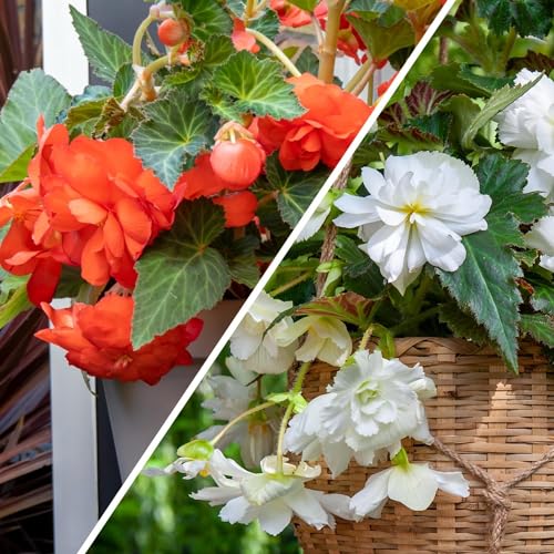 Bulbi Fiori Perenni da Esterno - 5 Collezione Begonia Cascata Sospesa Rosso e Bianco - Piante e fiori esclusivi dall'Olanda - per giardino, vasi e balcone (grandi, non semi, non artificiali)