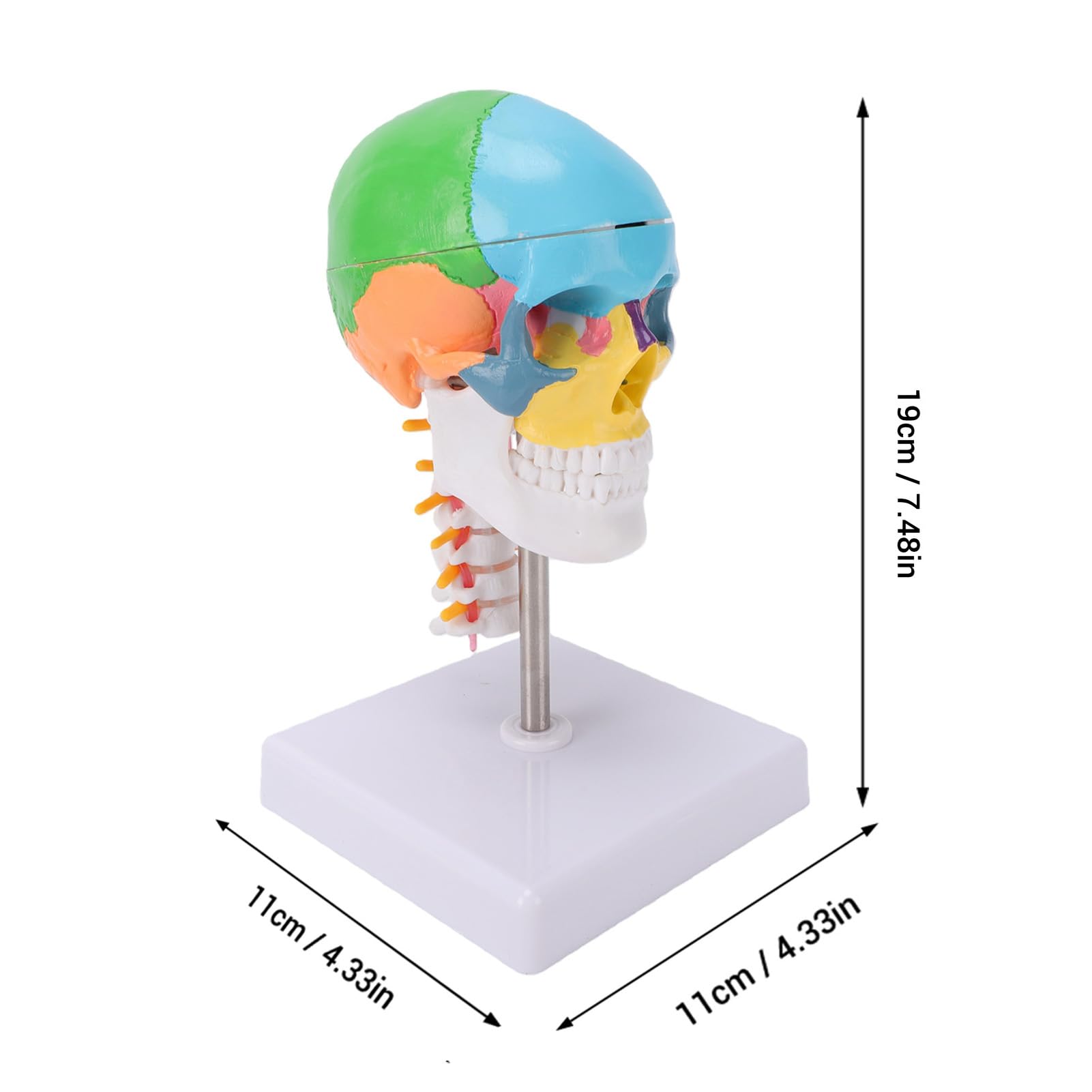 Generic Kolorowy Model Czaszki z Kręgosłupem Szyjnym i Mózgiem do Edukacji Anatomicznej 7,48 X 4,33 X 4,33 Cala Trwały PVC