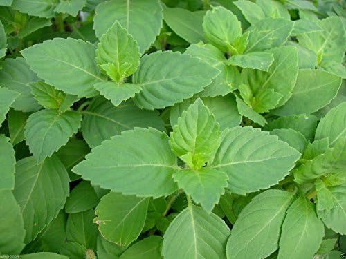 Holy Basil Seeds,Holy Basil,an Herb Native to India,Where It is Known As Tulsi !(500 Seeds)