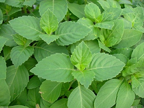 Holy basil Seeds,Holy basil,An Herb Native To India,Where It Is known As Tulsi !(1g-approximately 1420 seeds)