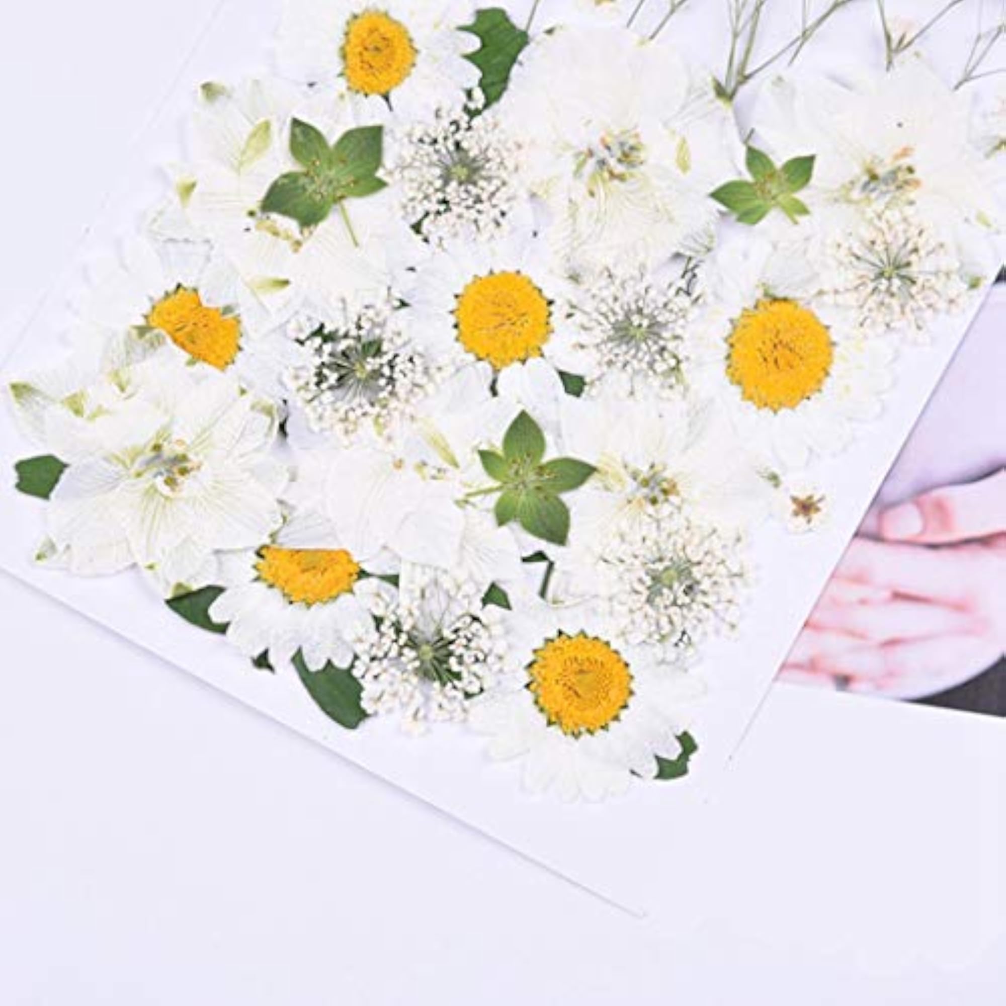 36PCS Mixed Dried Flower Set for Crafting
