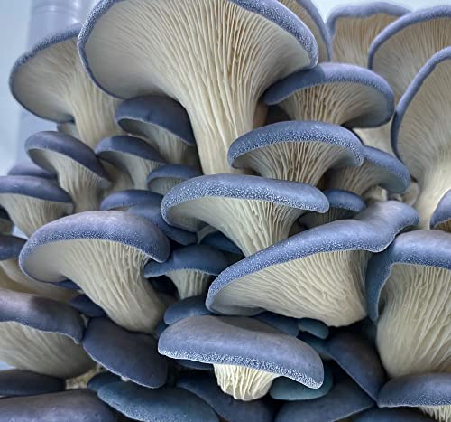 5 Pack Oyster Mushroom Liquid Cultures #TOP3