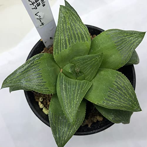 Amazon｜多肉植物：ハオルチア レツーサ*｜観葉植物 オンライン通販