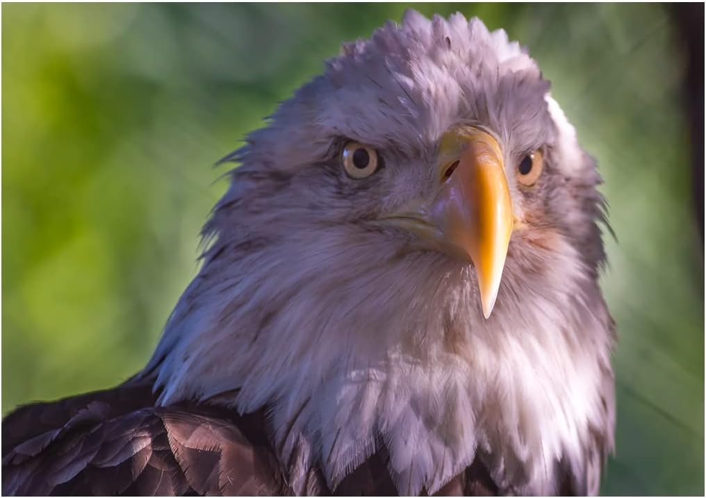 Beautiful Bald Eagle Close Up Fine Art Macro Photography Birthday Greeting Card. (Inside Reads: Happy Birthday!)