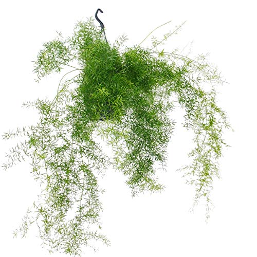 Exotenherz - Zierspargel im Ampeltopf - Asparagus densiflorus sprengeri