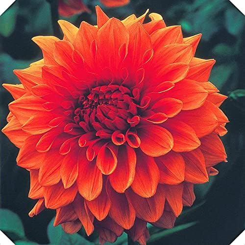 植え付けに適したダリア球根 園芸 簡単な植え付け 庭の装飾 絶妙な切り花