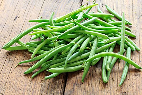 "Kentucky Blue" Pole Bean Seeds For Planting, 30+ Heirloom Seeds Per Packet, Non Gmo Seeds, (Isla's Garden Seeds), Botanical Name: Phaseolus Vulgaris, Great Home Garden Gift #TOP3