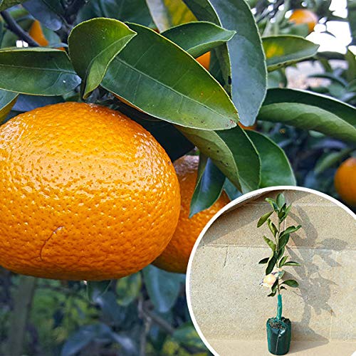 無農薬 スイートスプリングオレンジ 苗木 果樹 特大株
